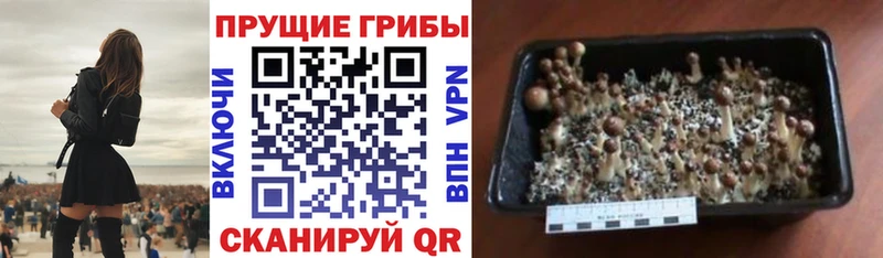 Псилоцибиновые грибы Psilocybe  Очёр 